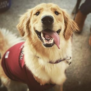 Meet your Posher, Bailey